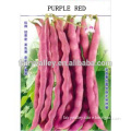Vegetable Seeds light red kidney beans seeds for growing